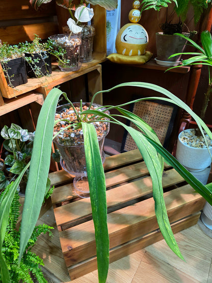 Anthurium vittariifolium 領帶花燭