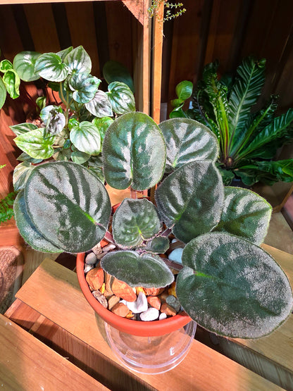 Streptocarpus ionqnthus 非洲紫羅蘭 - 信仰