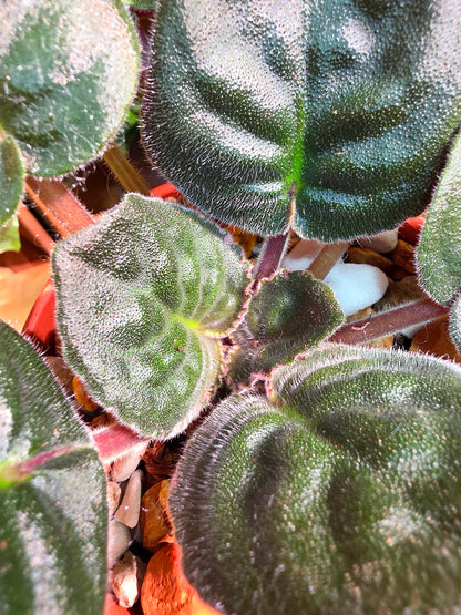 Streptocarpus ionqnthus 非洲紫羅蘭 - 信仰