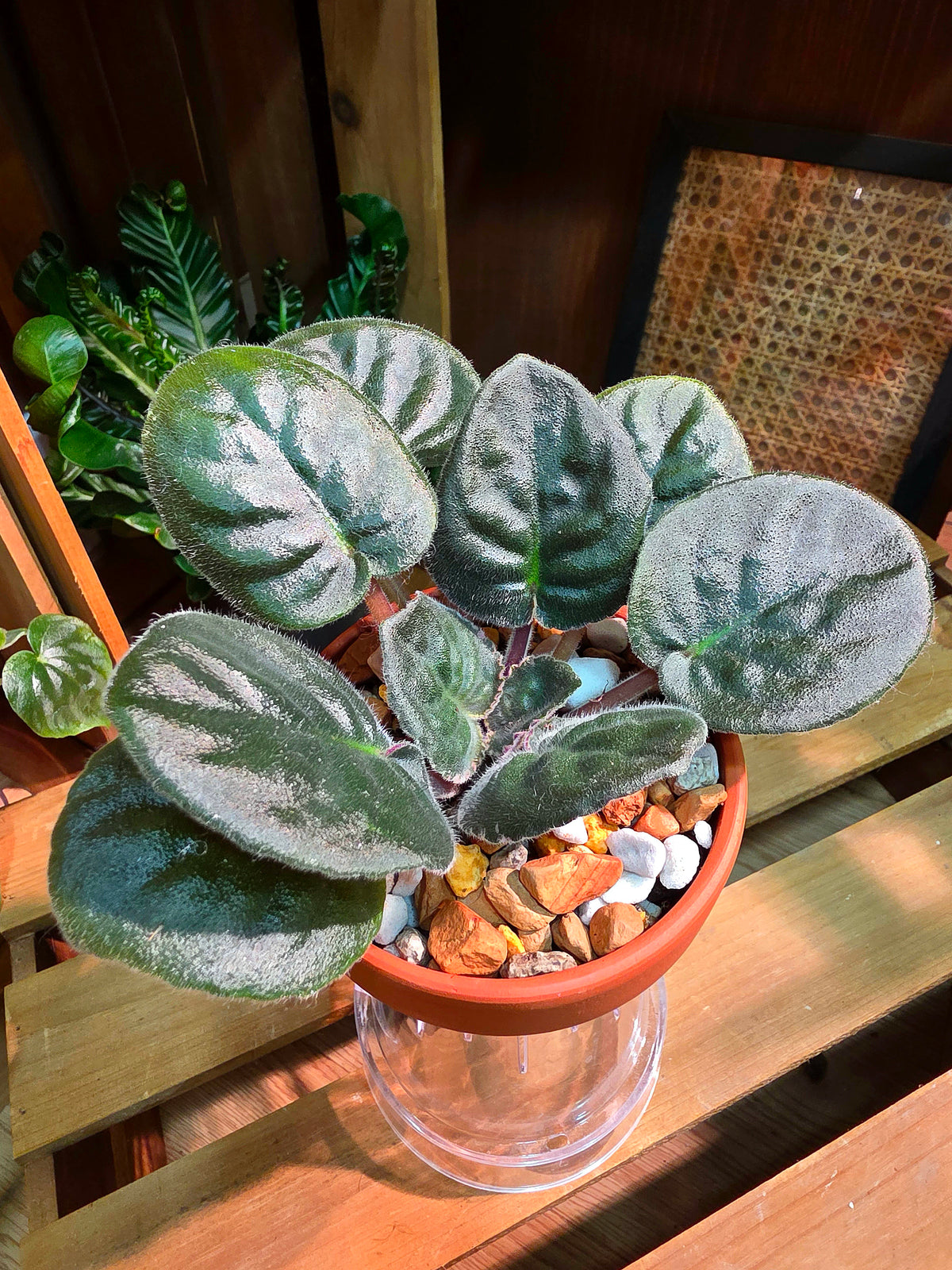 Streptocarpus ionqnthus 非洲紫羅蘭 - 信仰