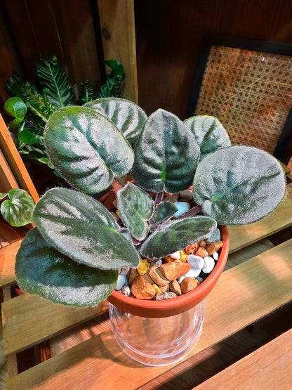 Streptocarpus ionqnthus 非洲紫羅蘭 - 信仰