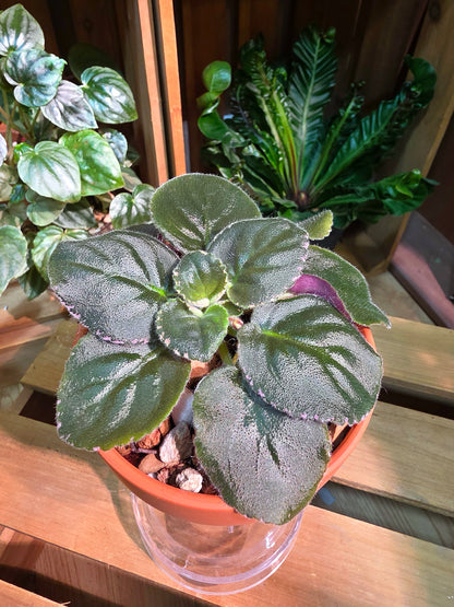 Streptocarpus ionqnthus 非洲紫羅蘭 - 信仰