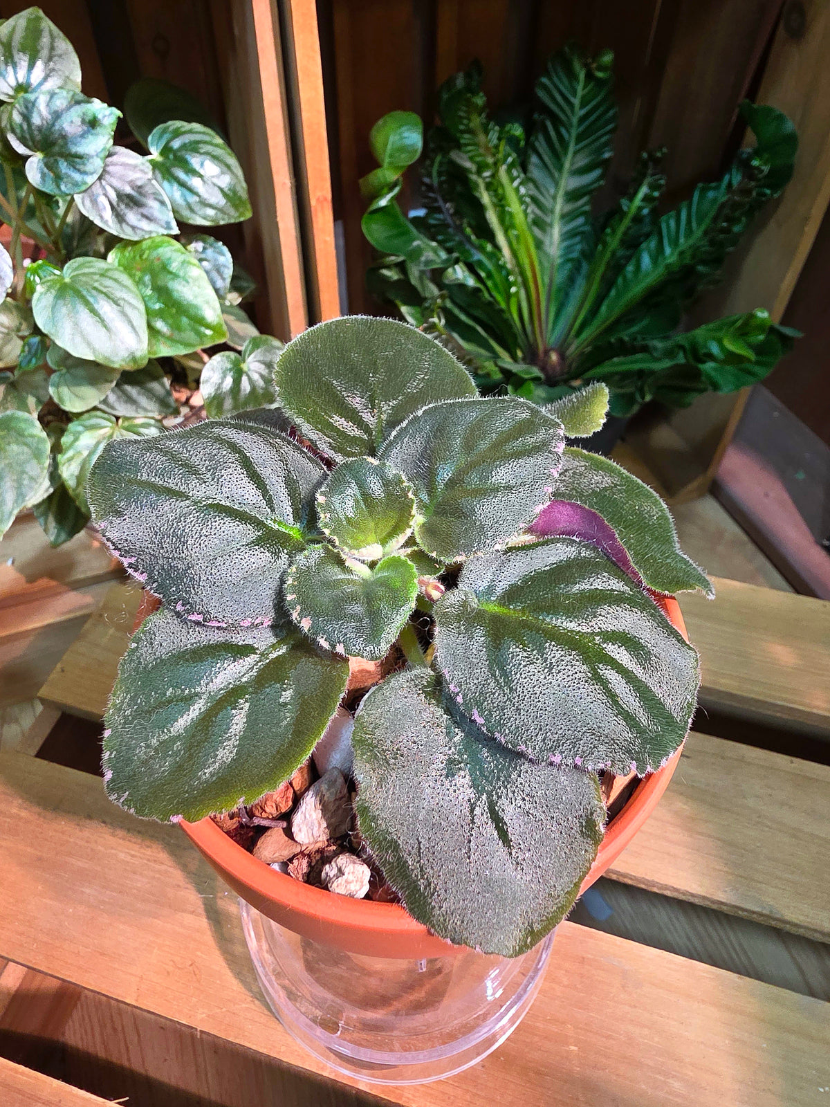 Streptocarpus ionqnthus 非洲紫羅蘭 - Margaret