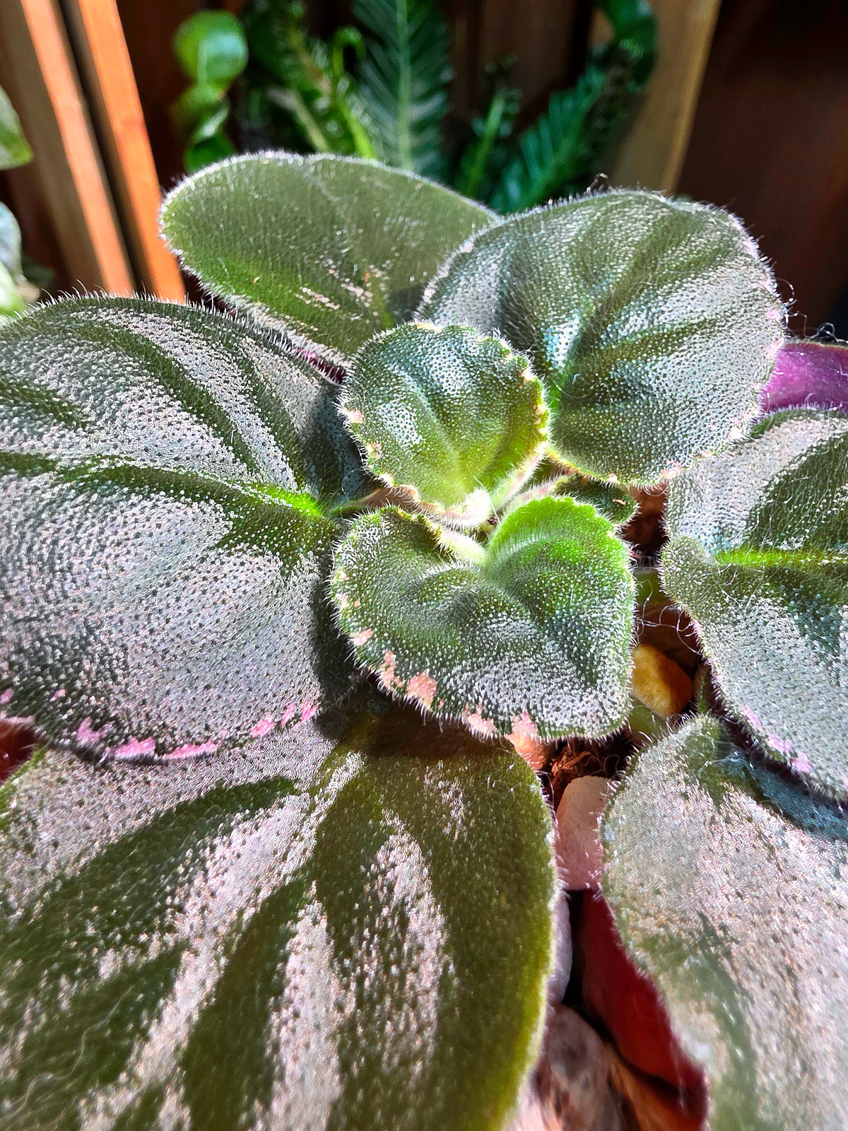 Streptocarpus ionqnthus 非洲紫羅蘭 - Margaret