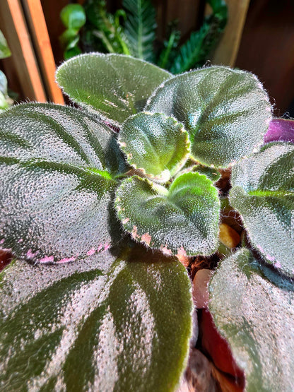 Streptocarpus ionqnthus 非洲紫羅蘭 - Margaret