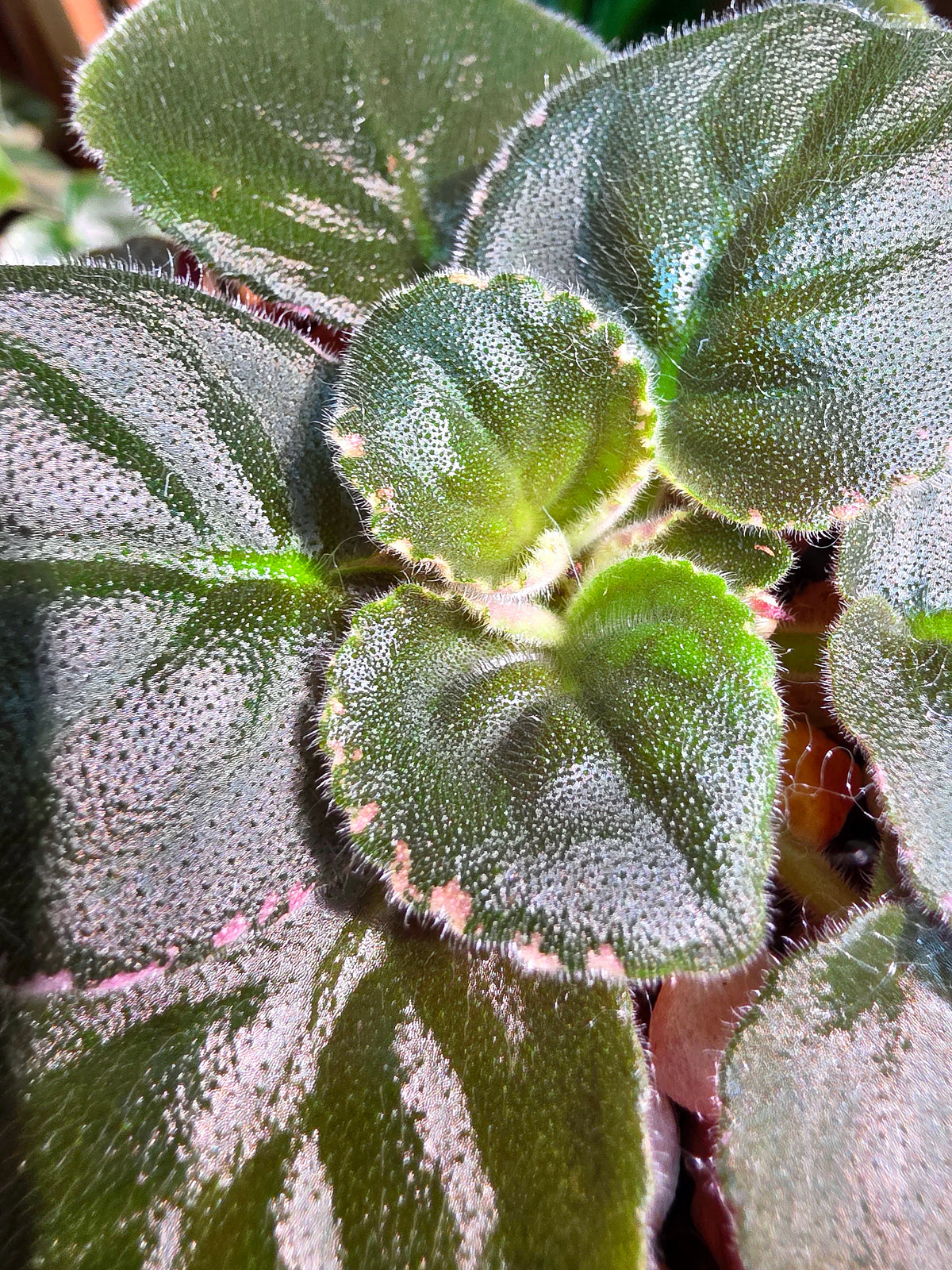 Streptocarpus ionqnthus 非洲紫羅蘭 - Margaret