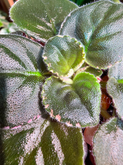 Streptocarpus ionqnthus 非洲紫羅蘭 - Margaret