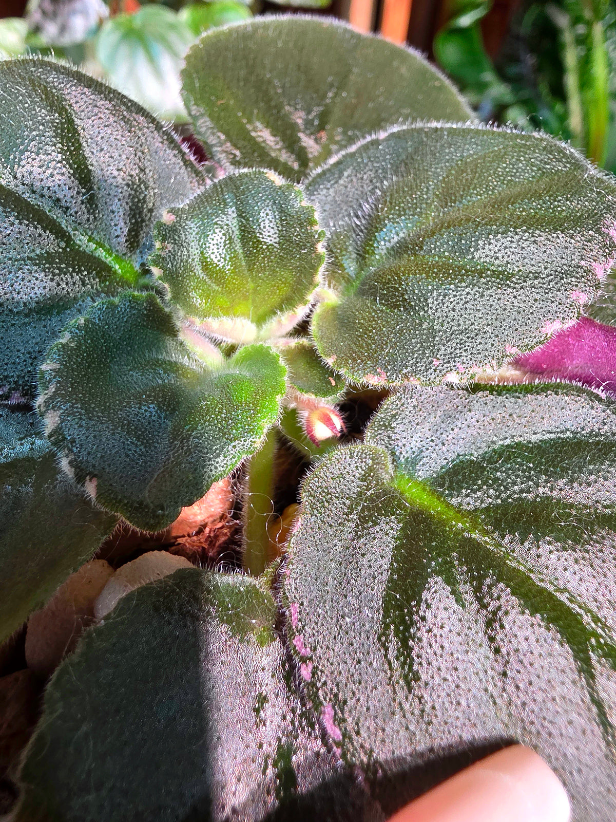 Streptocarpus ionqnthus 非洲紫羅蘭 - Margaret