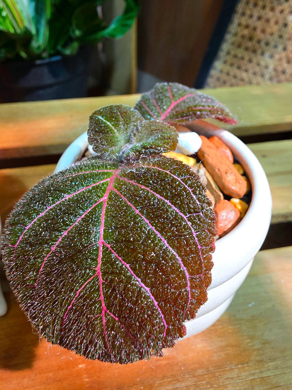 Pearcea hypocyrtiflora 南美螢光苦苣苔