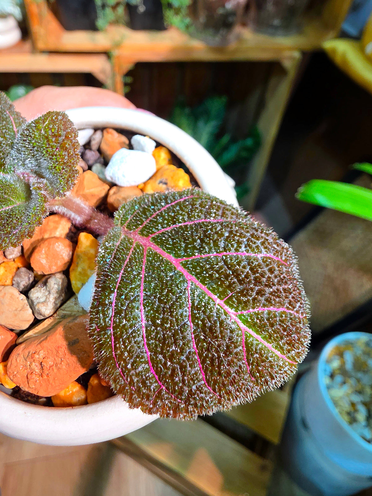 Pearcea hypocyrtiflora 南美螢光苦苣苔