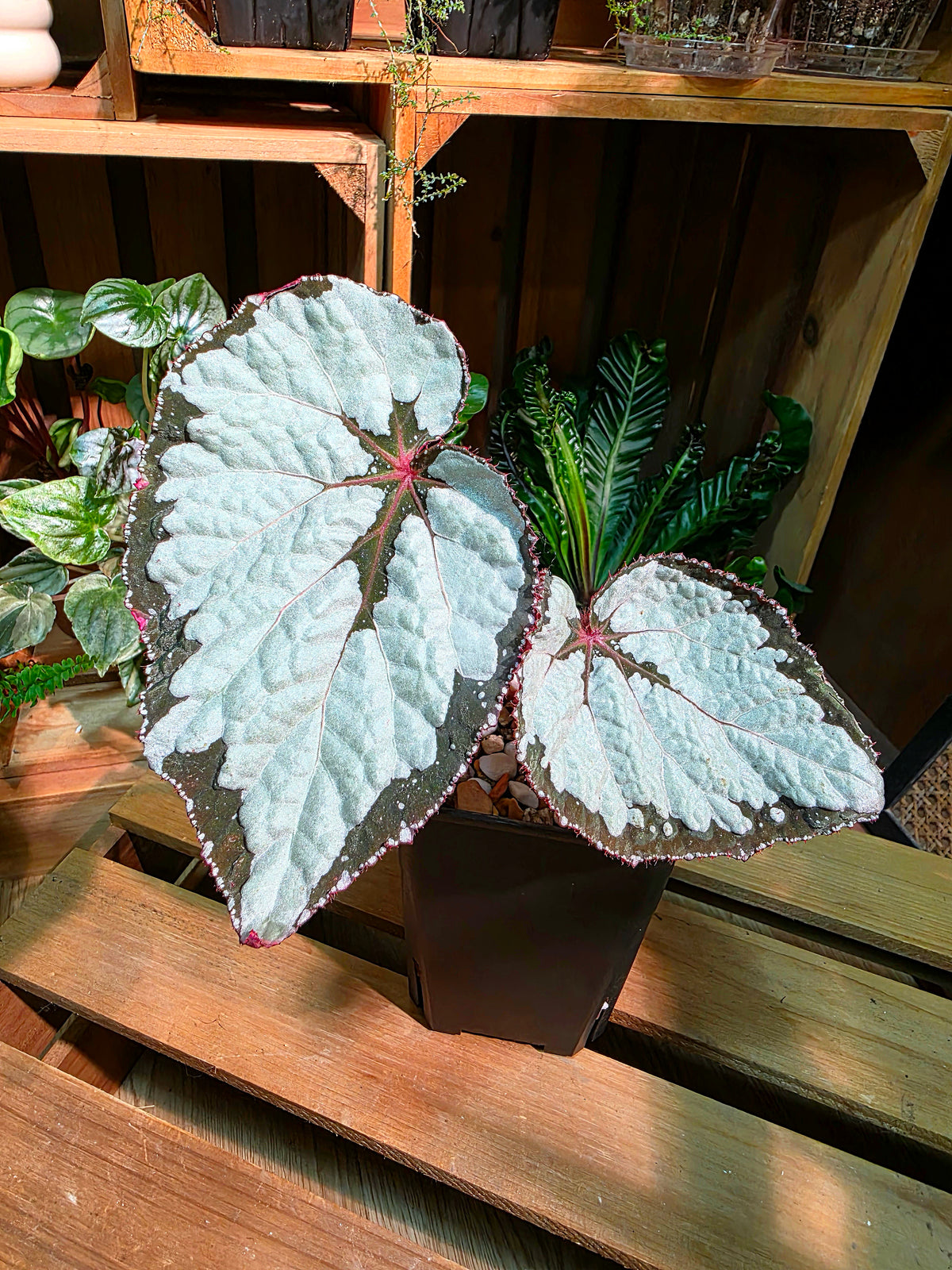 Begonia sp 奧黛麗珍珠秋海棠