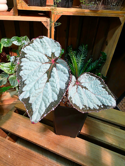 Begonia sp 奧黛麗珍珠秋海棠