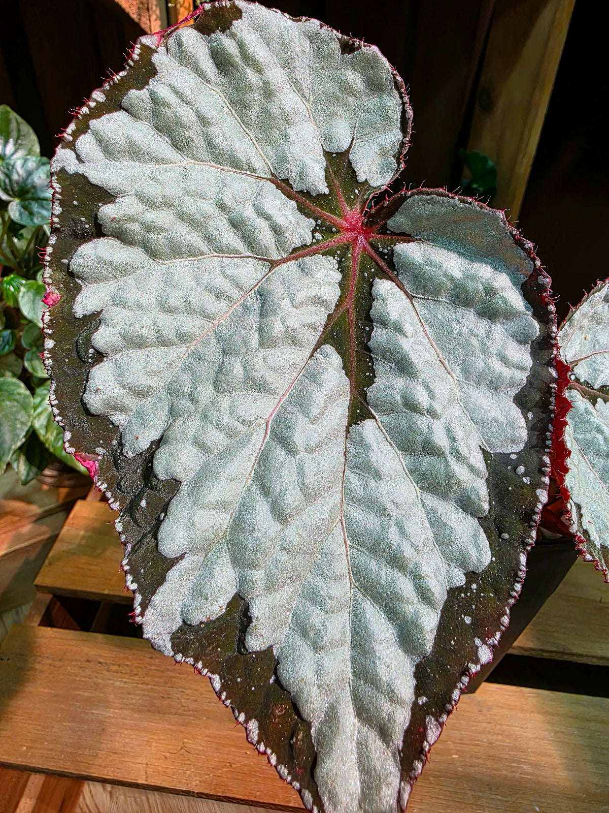 Begonia sp 奧黛麗珍珠秋海棠