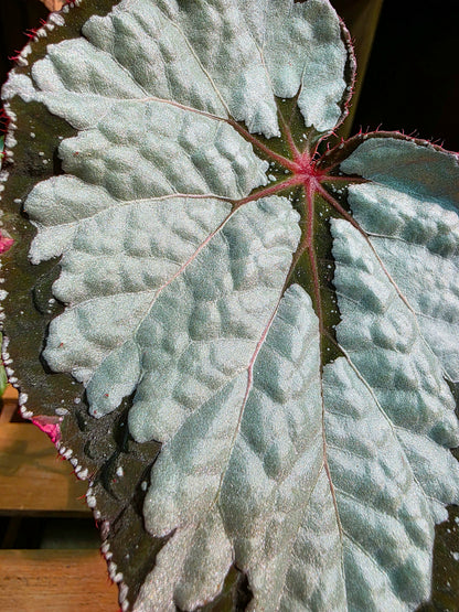 Begonia sp 奧黛麗珍珠秋海棠