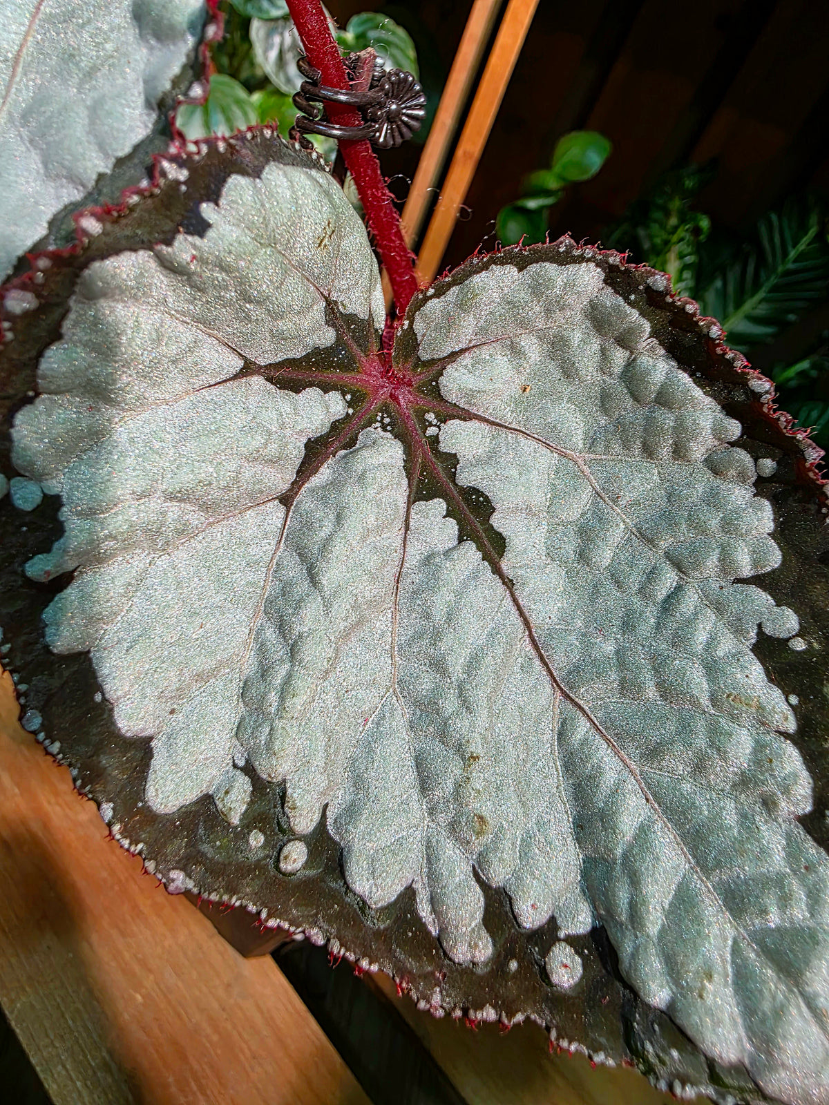 Begonia sp 奧黛麗珍珠秋海棠