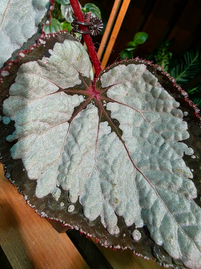 Begonia sp 奧黛麗珍珠秋海棠
