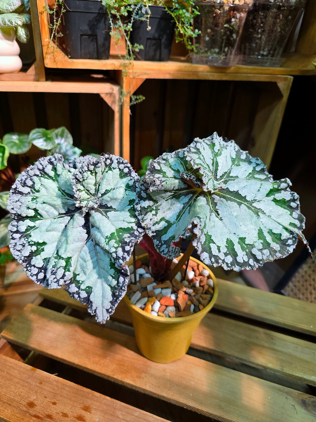 Begonia DS Exiblea