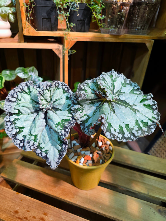 Begonia DS Exiblea