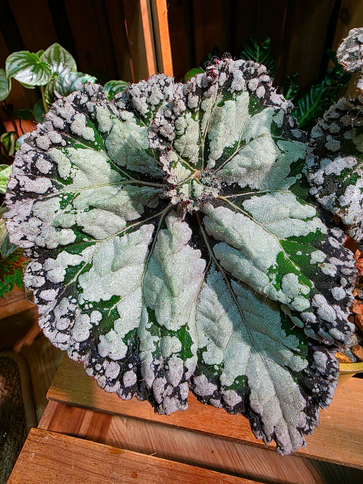 Begonia DS Exiblea