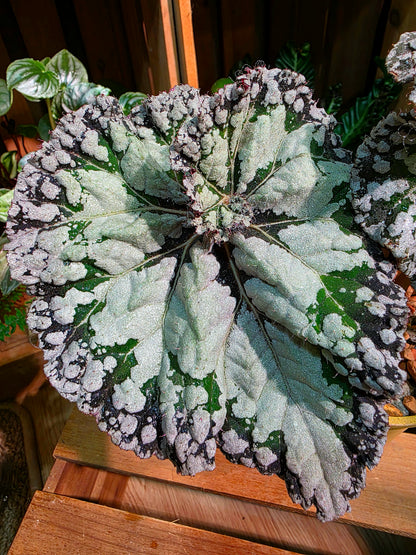 Begonia DS Exiblea