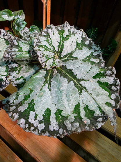 Begonia DS Exiblea