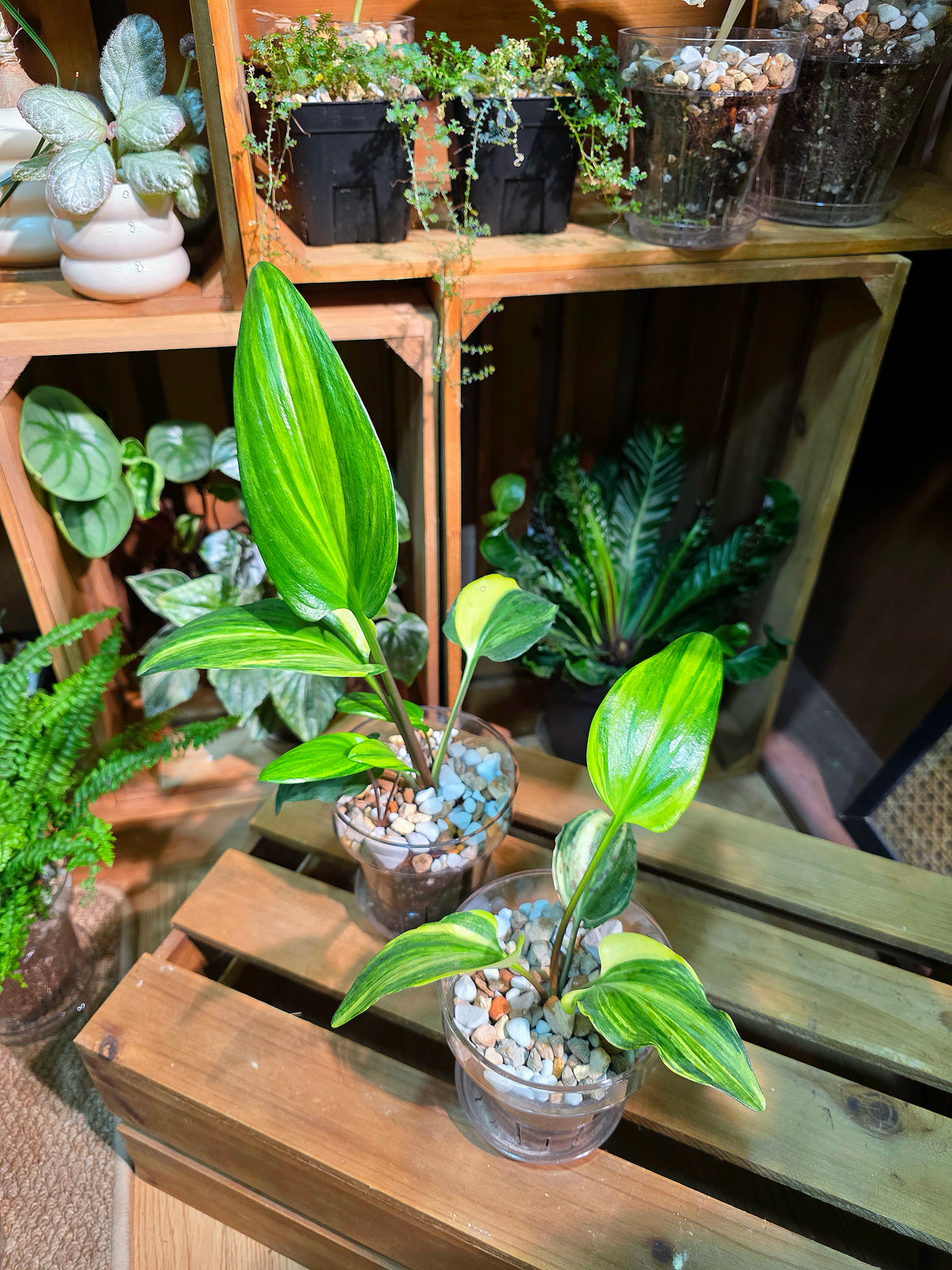 Drimiopsis kirkii variegated