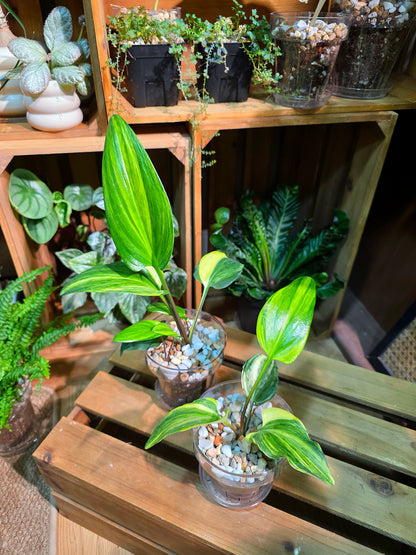Drimiopsis kirkii variegated