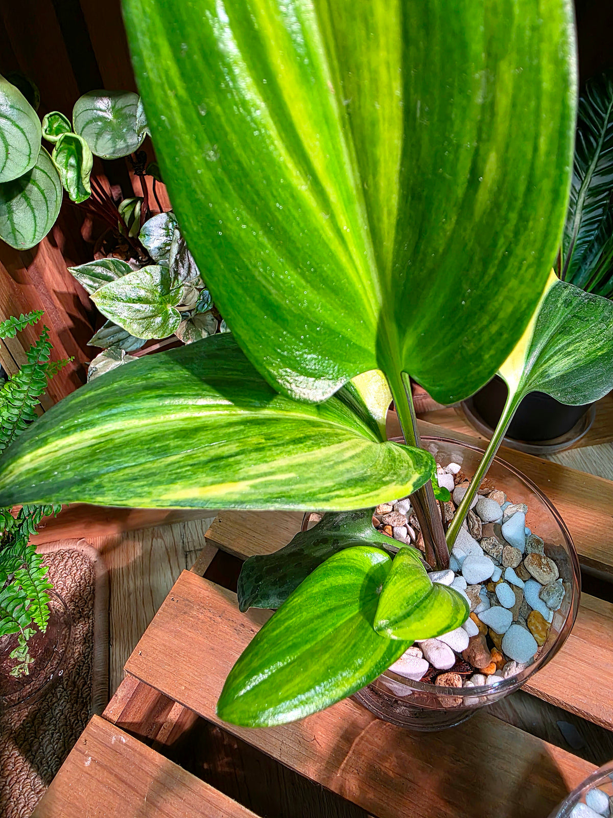 Drimiopsis kirkii variegated