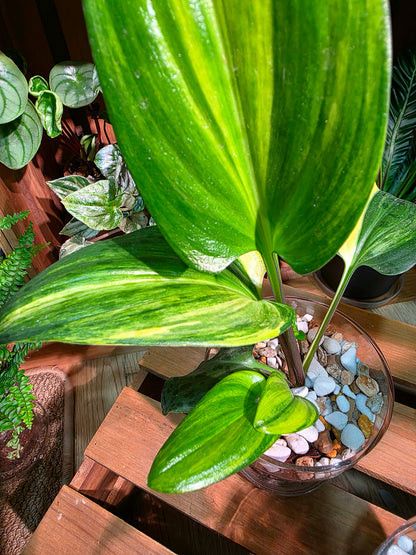 Drimiopsis kirkii variegated
