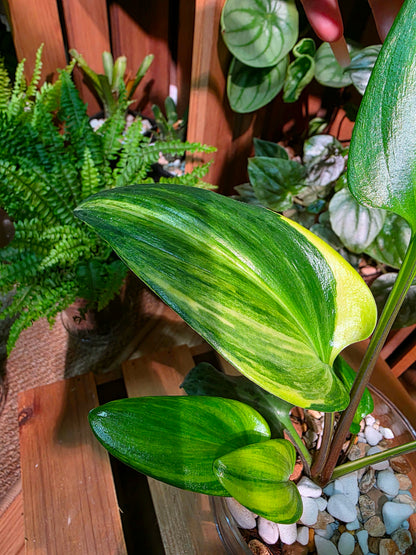 Drimiopsis kirkii variegated