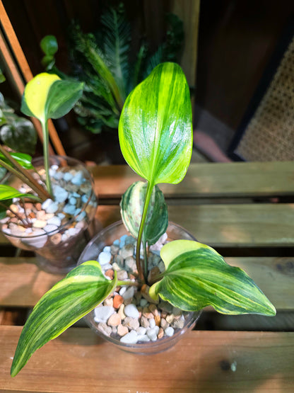 Drimiopsis kirkii variegated