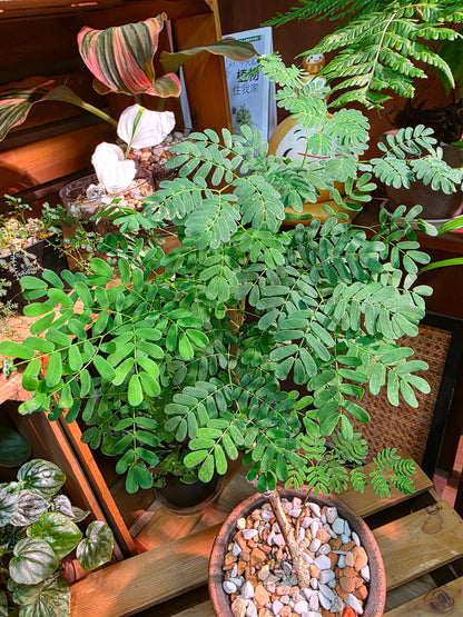 Senegalia burkei 黑刺猴