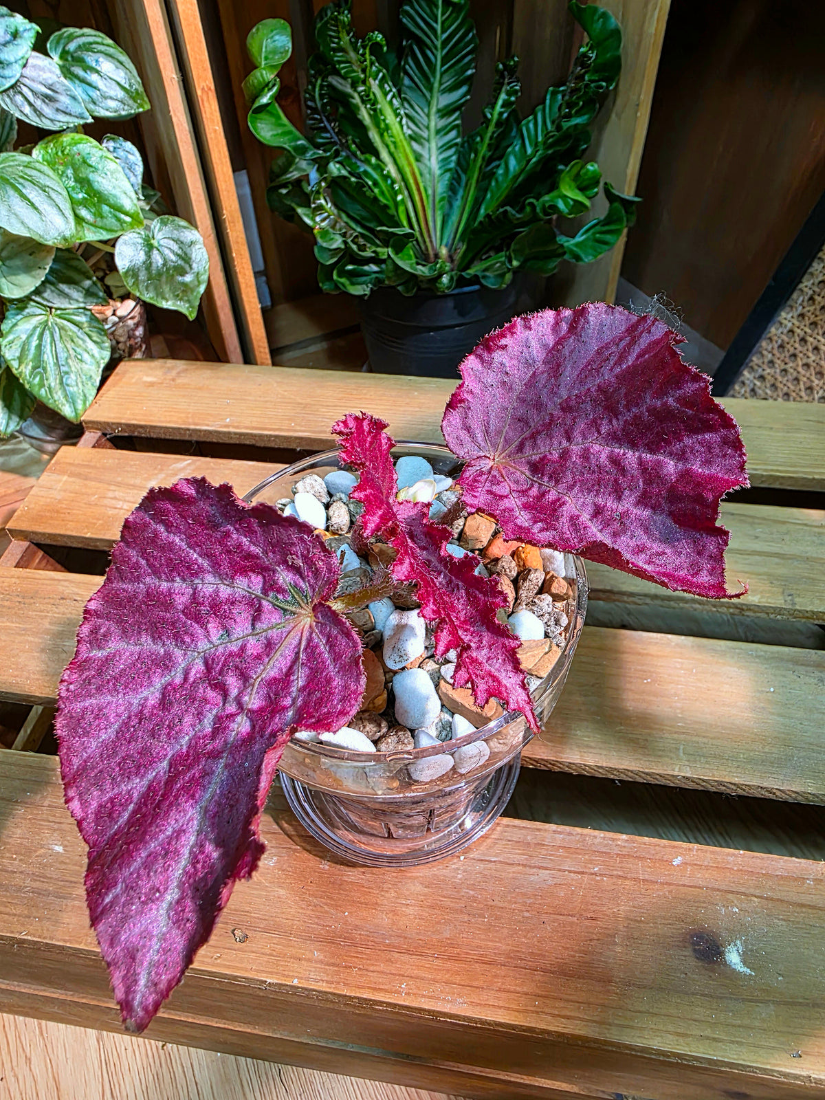 Begonia pink memories 粉色回憶秋海棠