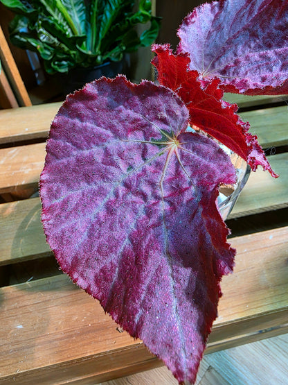 Begonia pink memories 粉色回憶秋海棠