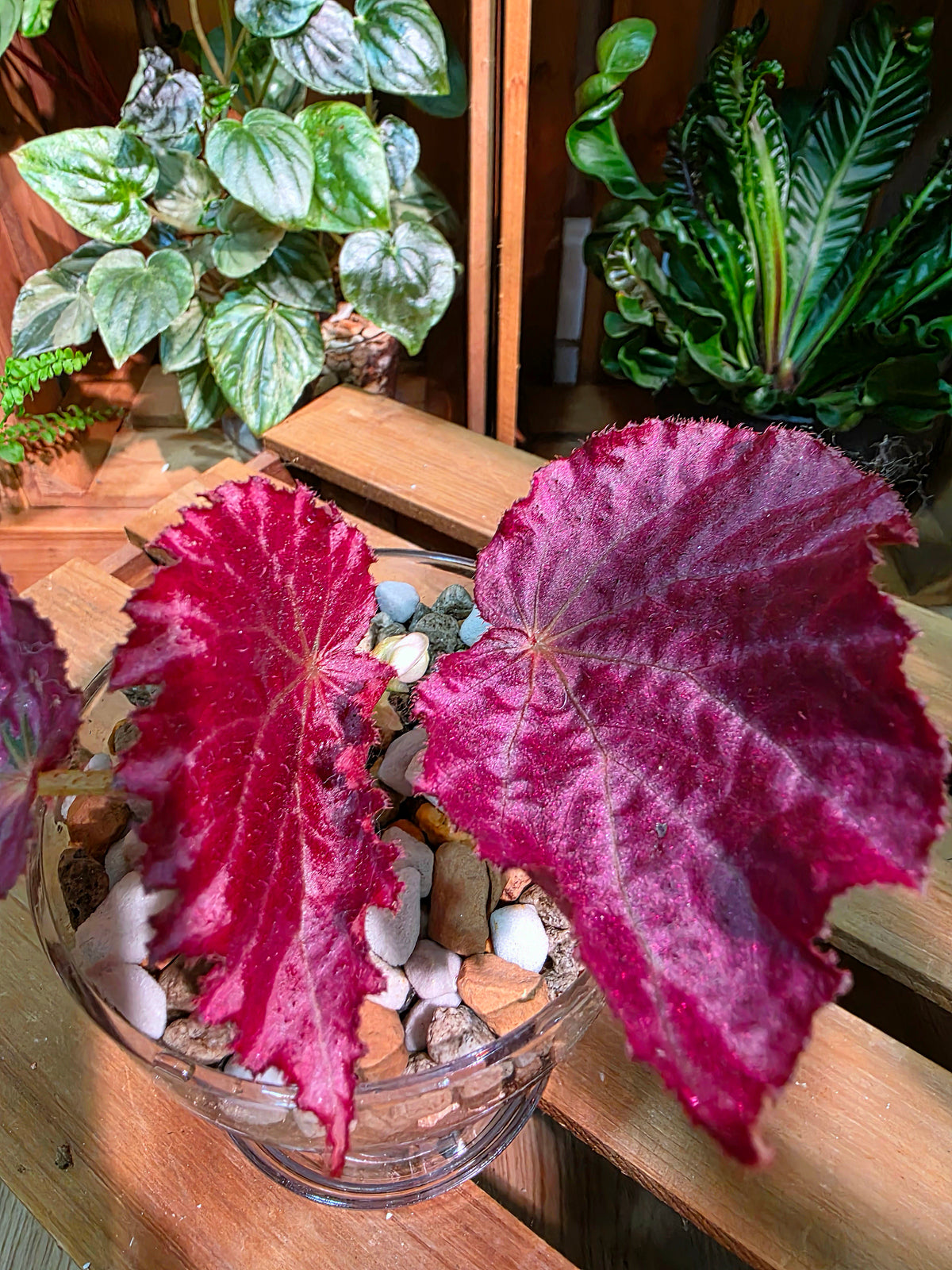Begonia pink memories 粉色回憶秋海棠