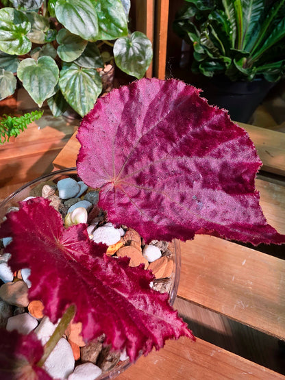 Begonia pink memories 粉色回憶秋海棠