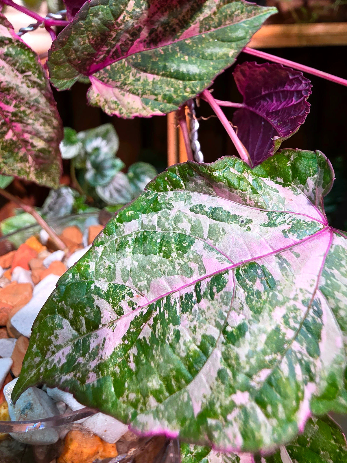 Ciccus discolor mint 薄荷錦葉葡萄