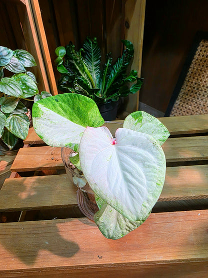 Caladium Thailand - Matcha God of Time