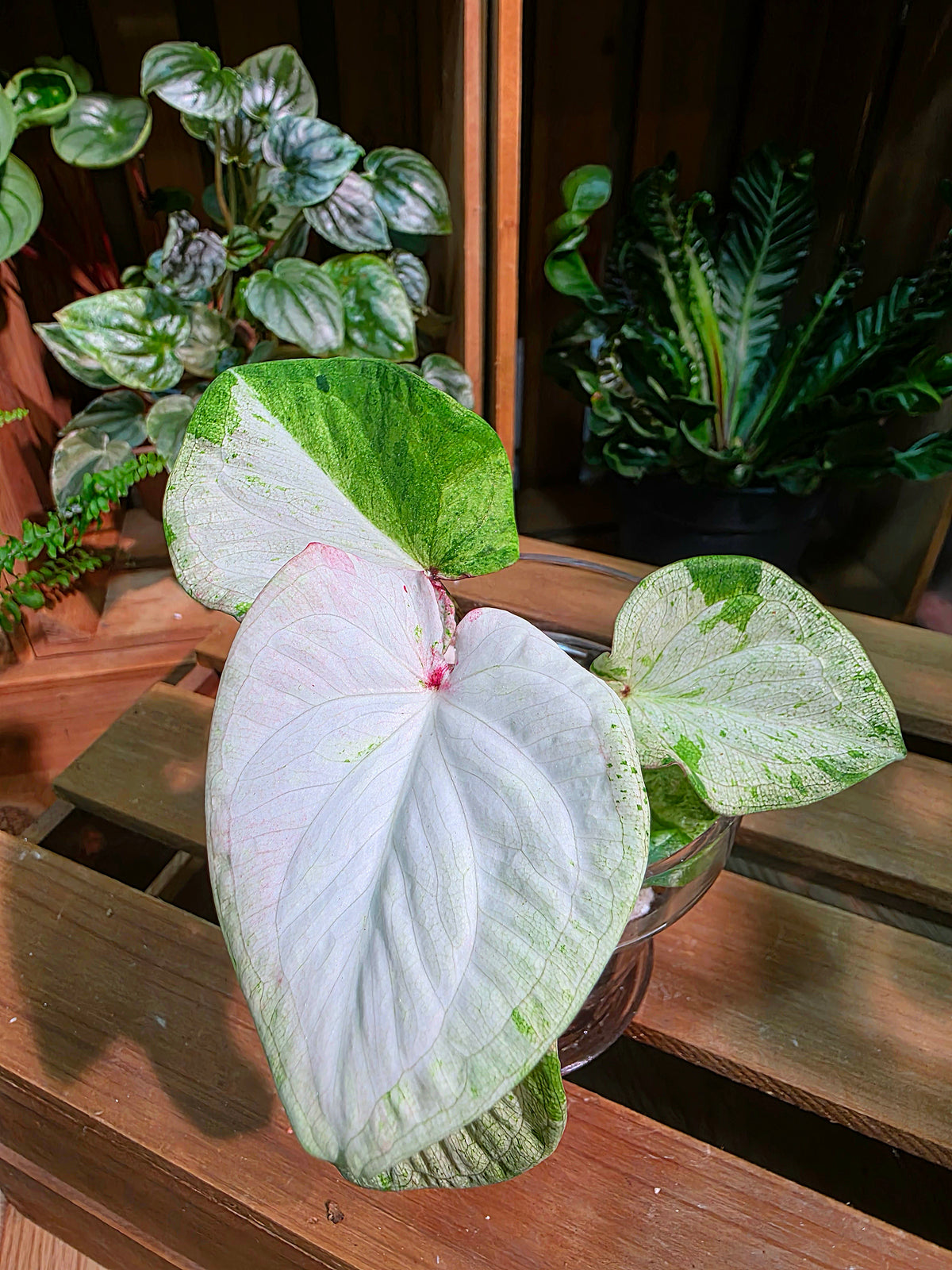 Caladium Thailand - Matcha God of Time