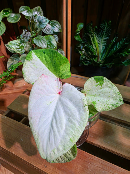 Caladium Thailand - Matcha God of Time