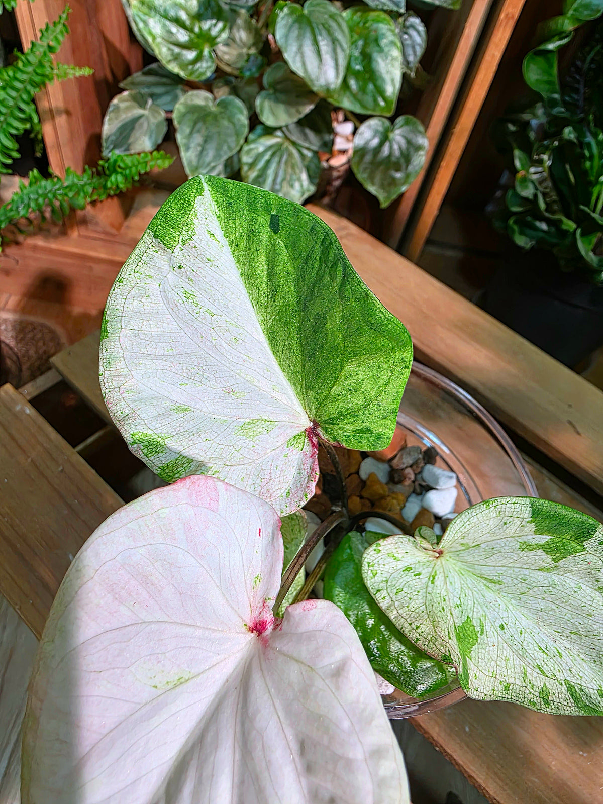 Caladium Thailand - Matcha God of Time