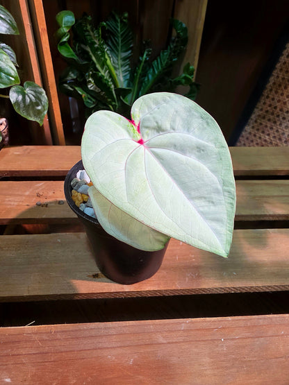 Caladium Thailand 泰國彩葉芋 - 抹茶時間之神