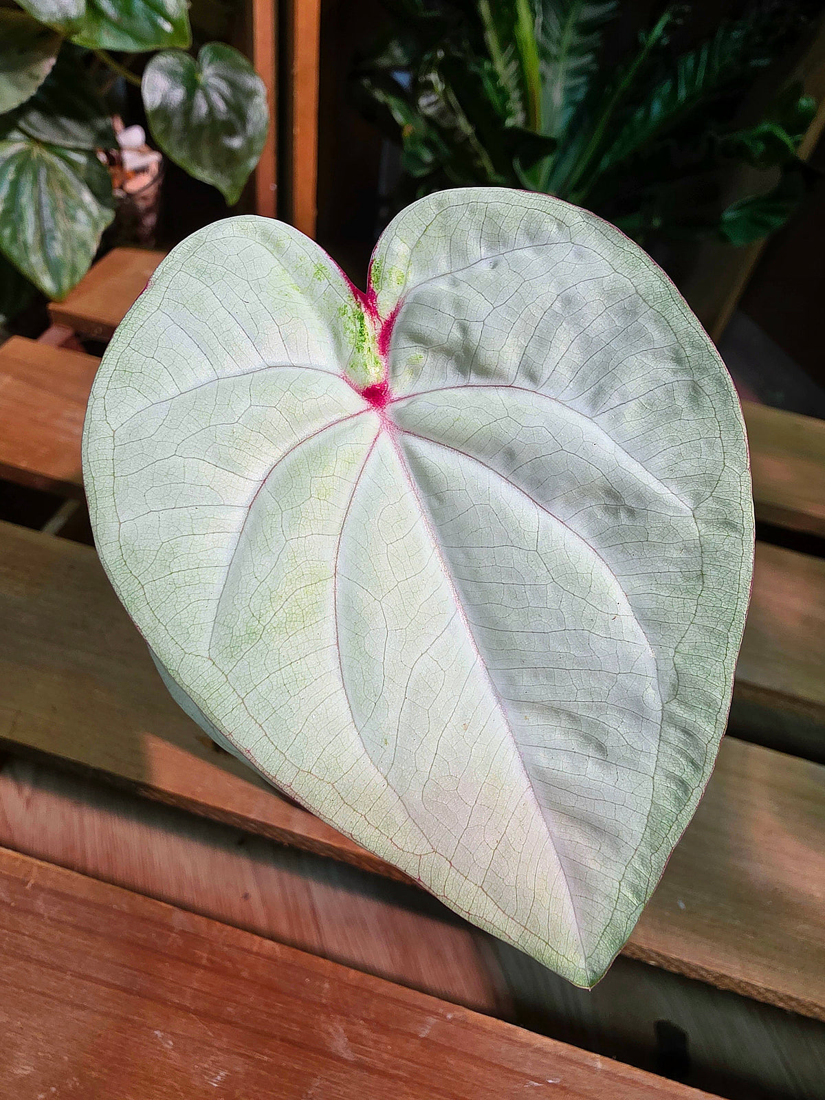 Caladium Thailand 泰國彩葉芋 - 抹茶時間之神