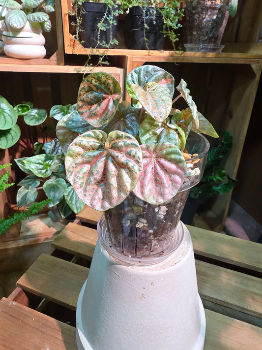 Peperomia caperata 'Pink Variegated QQ Candy'