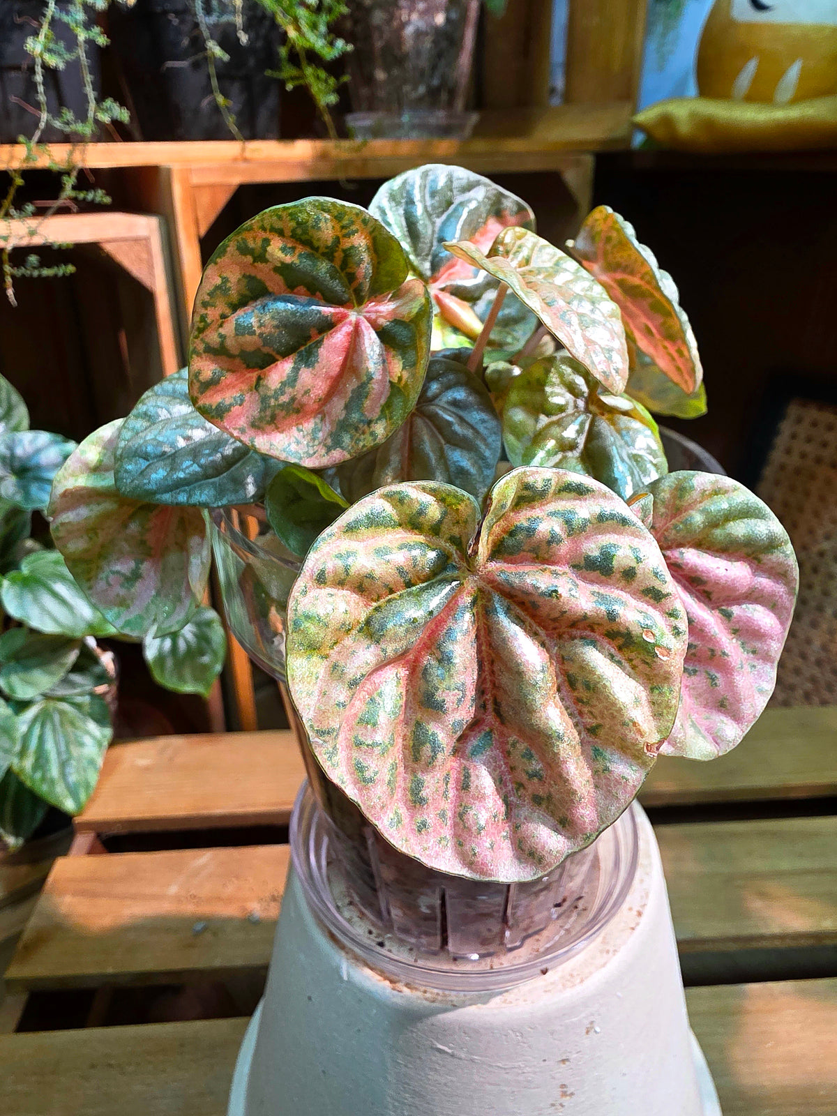 Peperomia caperata pink variegated QQ糖皺葉椒草