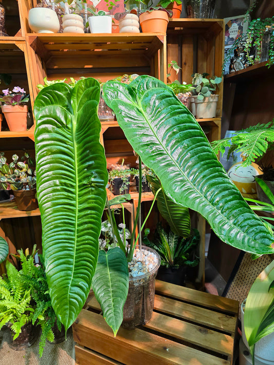 Anthurium veitchii 火鶴王