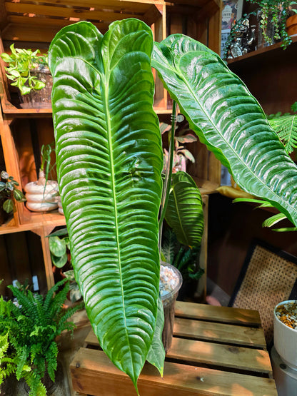 Anthurium veitchii (King Anthurium)