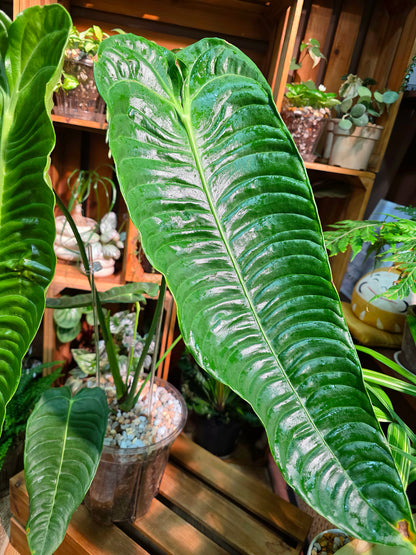 Anthurium veitchii (King Anthurium)