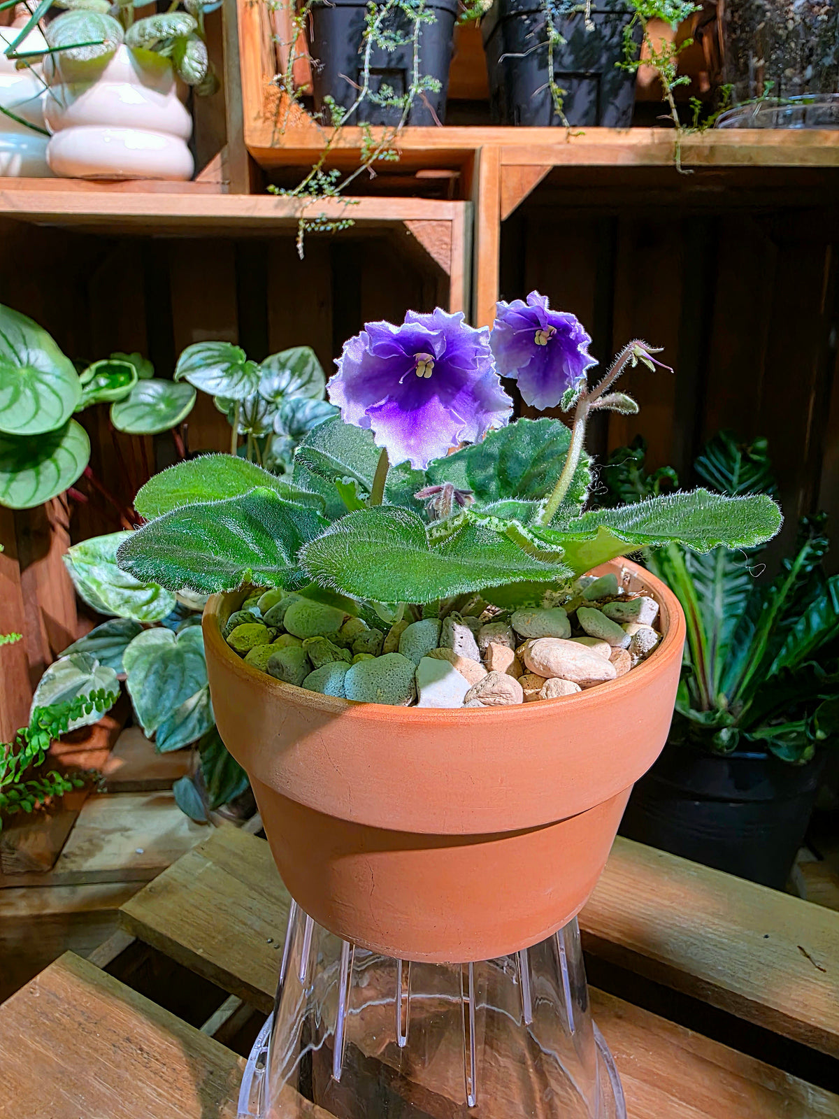 Streptocarpus ionqnthus 非洲紫羅蘭 - 白羊座
