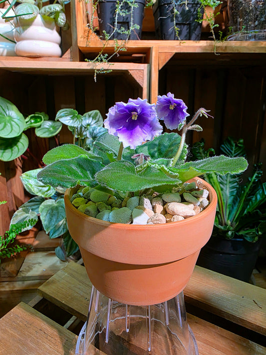 Streptocarpus ionqnthus 非洲紫羅蘭 - 白羊座